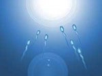 Sperm Size Does Not Matter