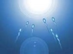 Evolution Egg Sperms
