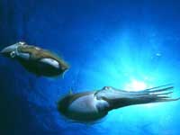 Squid's Weird  Fertilization Rituals