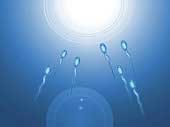 The Evolution Of Eggs And Sperm